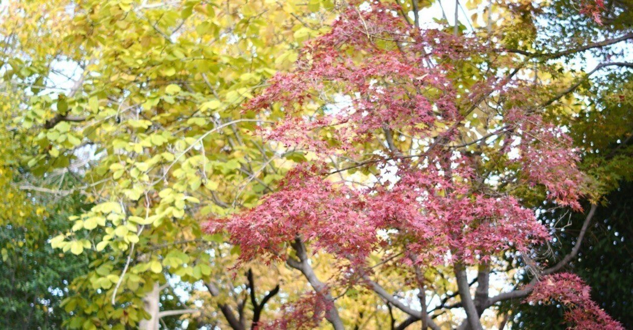 紅葉☆ 紅葉してきた｜とりごーり