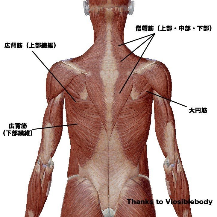 背中の筋肉
