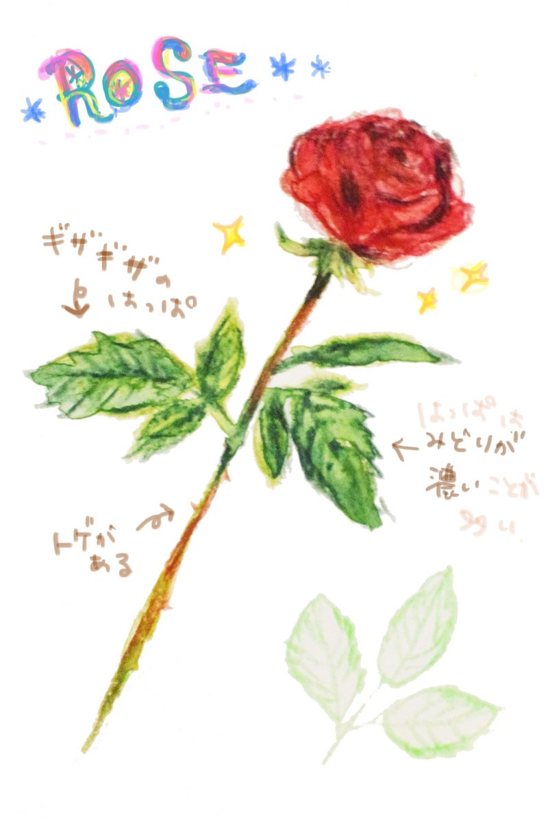 薔薇とラナンキュラスの見分け方 Arisyano Note