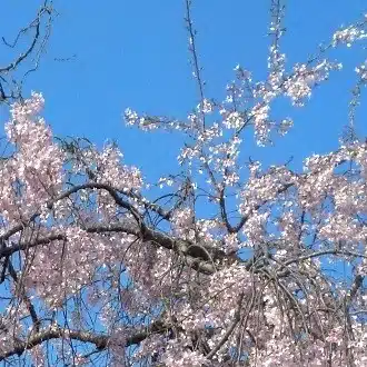 涼鈴suzu