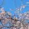 涼鈴suzu