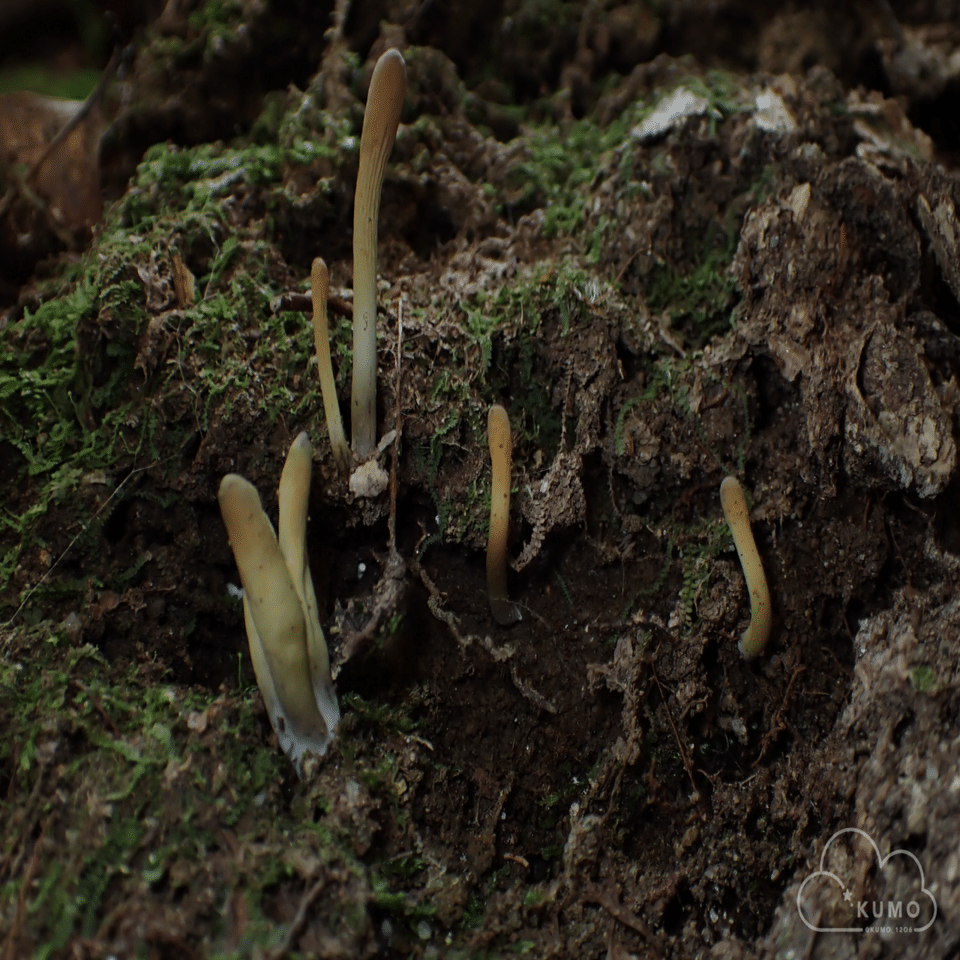 9/27 冬虫夏草オフ会｜くもさん