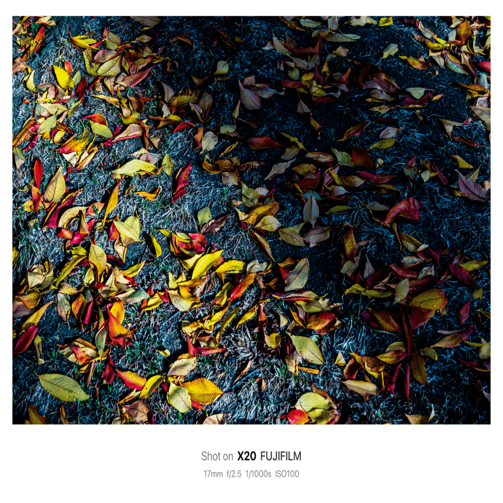 はじめて買ったカメラ｜リリーさん