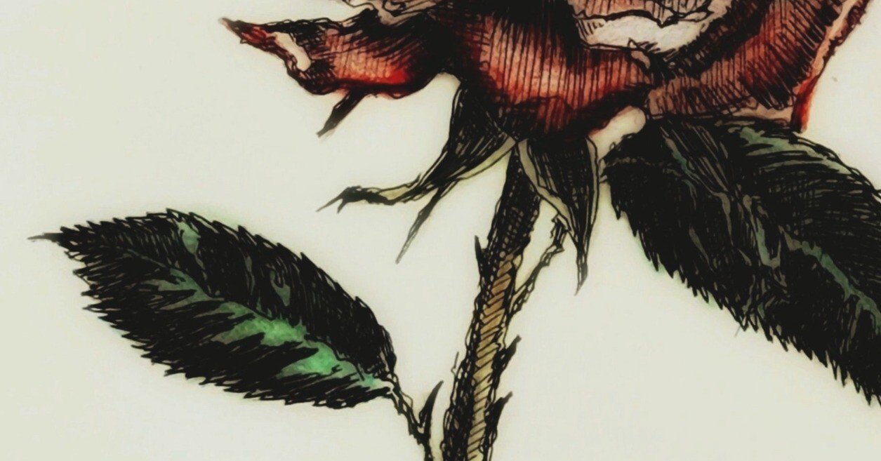薔薇』ボールペンと色鉛筆画｜せきぞう、