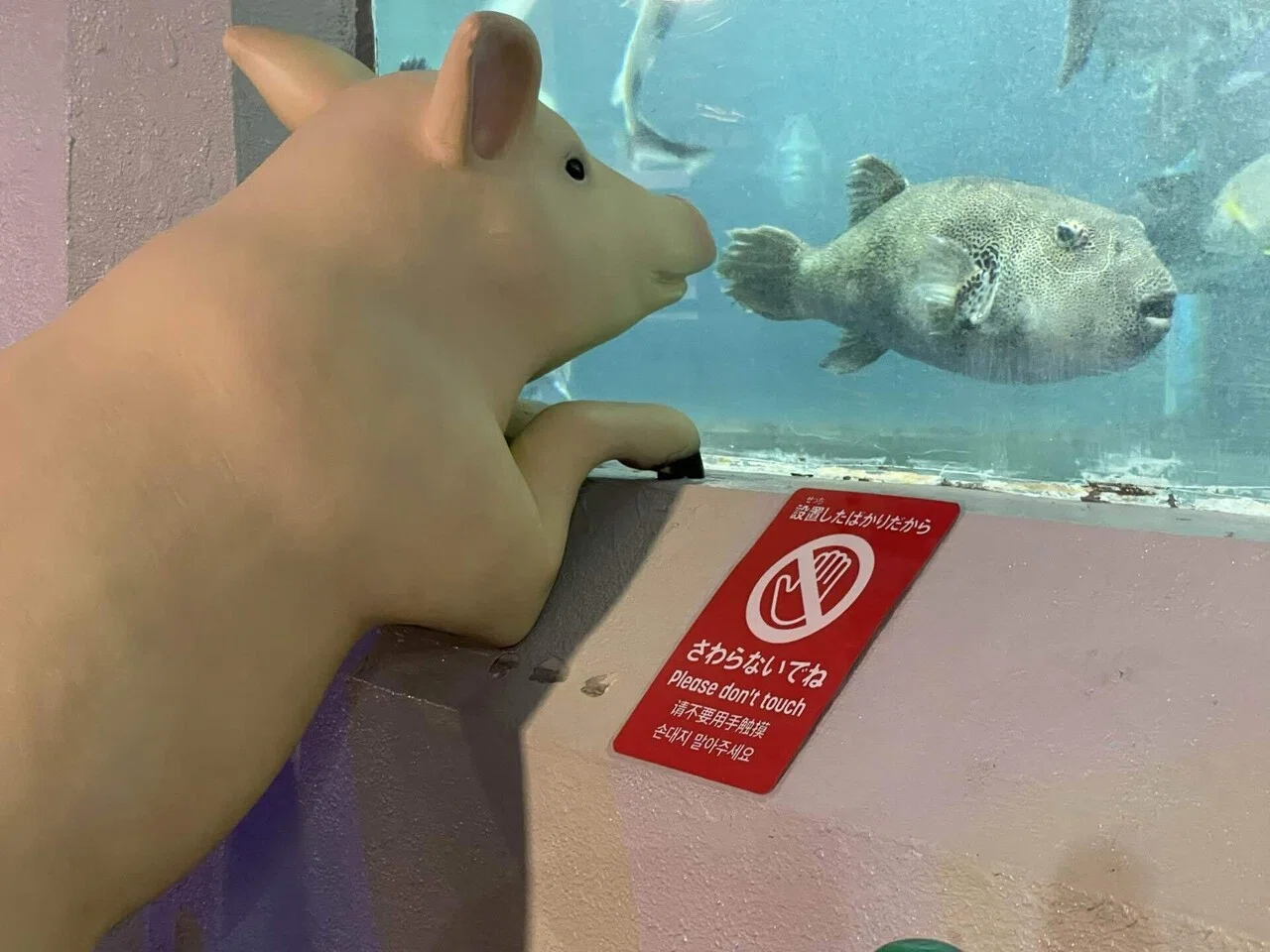 陸上動物現る！？｜桂浜水族館 公式
