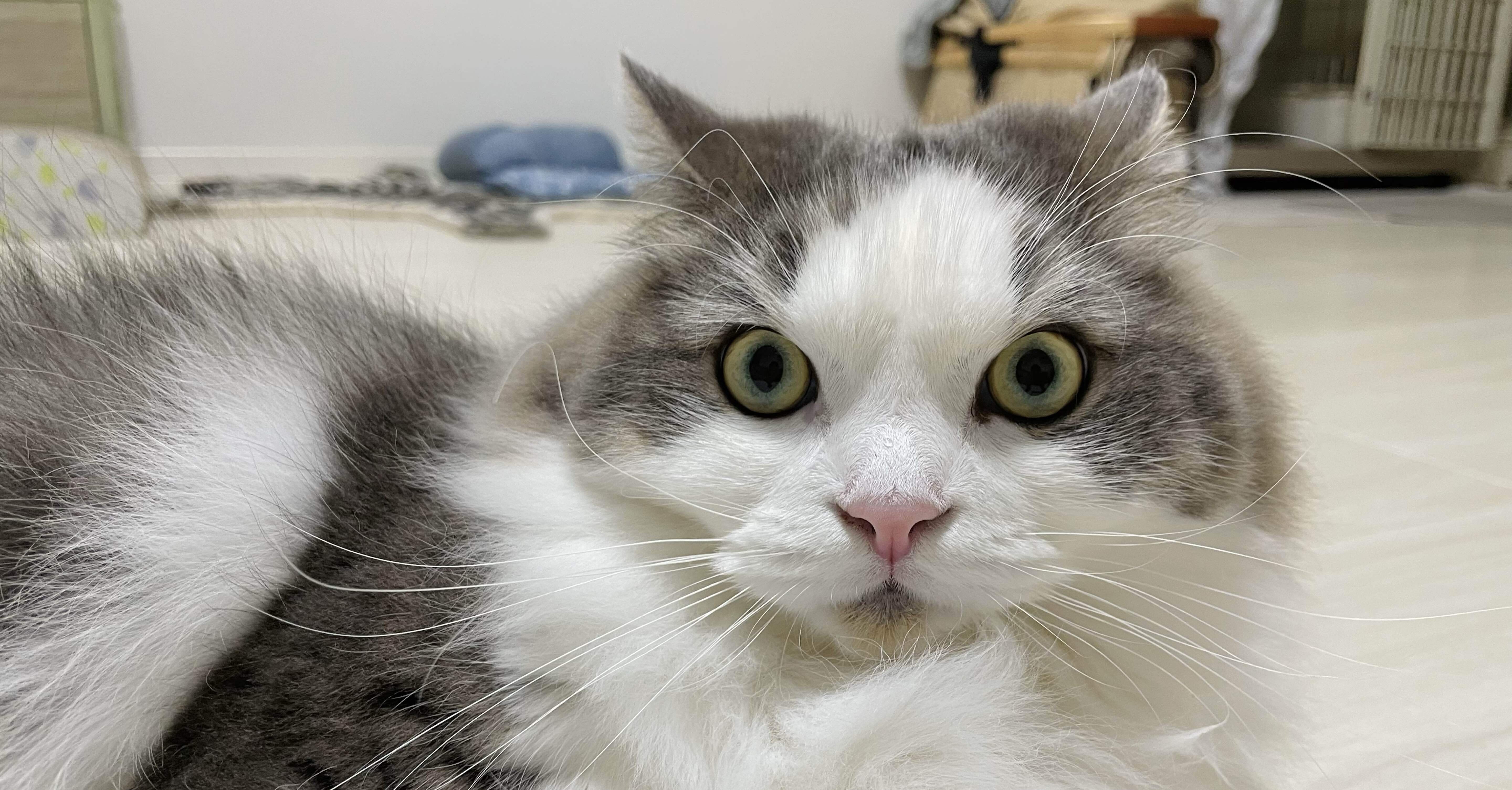 イカ耳な猫｜みちゅねこ