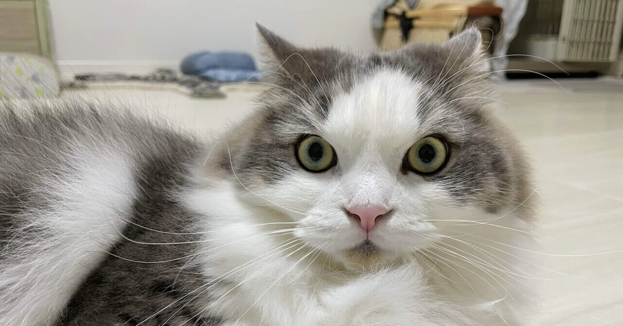 イカ耳な猫｜みちゅねこ
