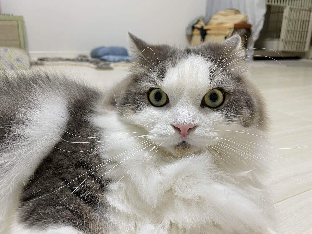 イカ耳な猫｜みちゅねこ