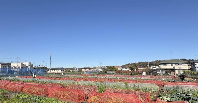 小春日和の農園 初収穫の青首ダイコン