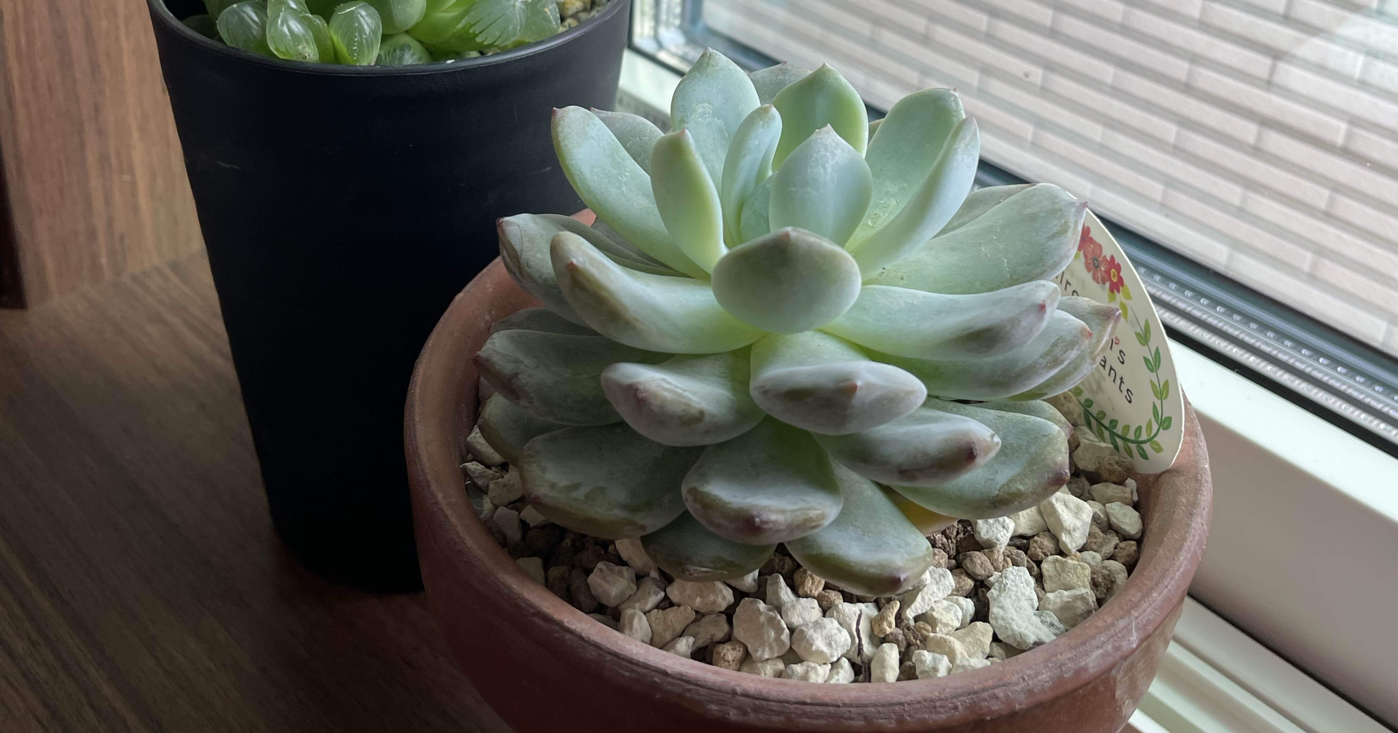 前回の続き】芽が出ない葉挿しと、冬越しで気づいた「2つの変化