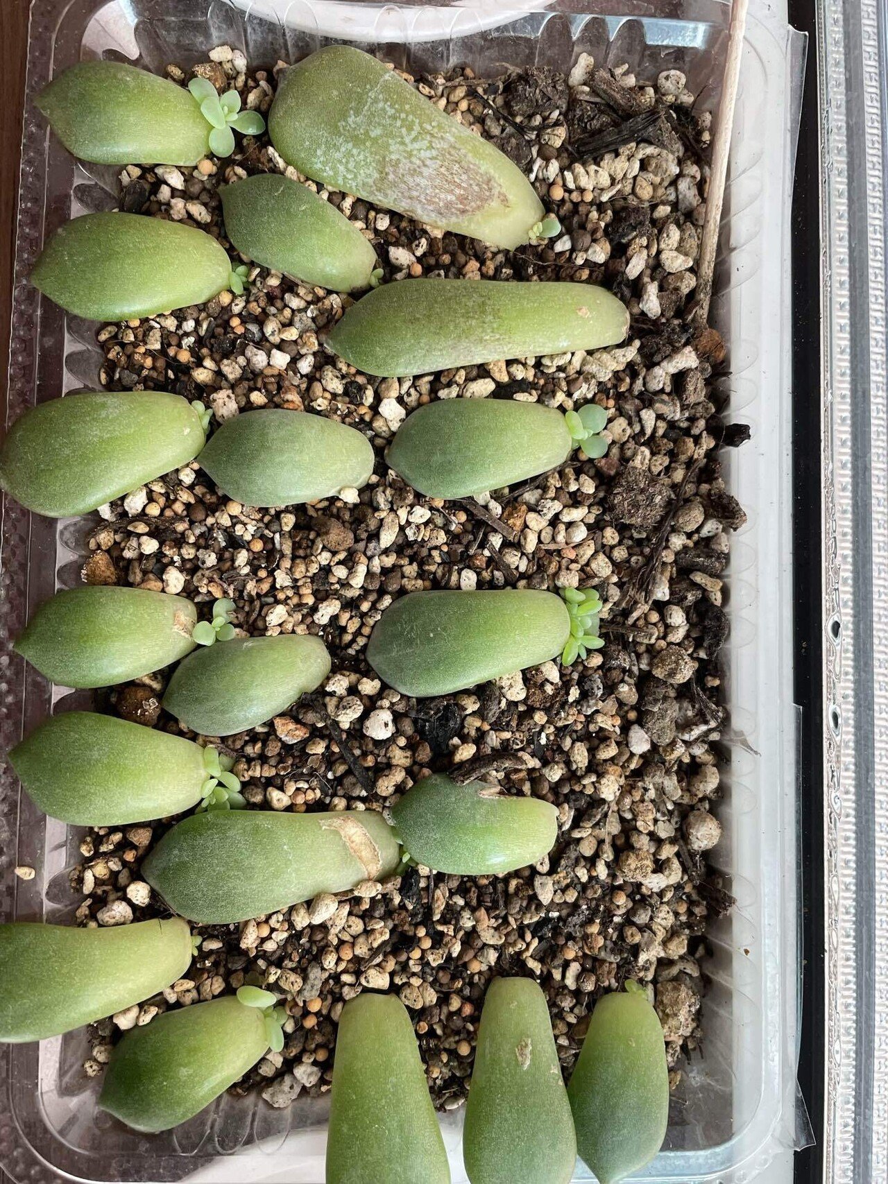 前回の続き】芽が出ない葉挿しと、冬越しで気づいた「2つの変化