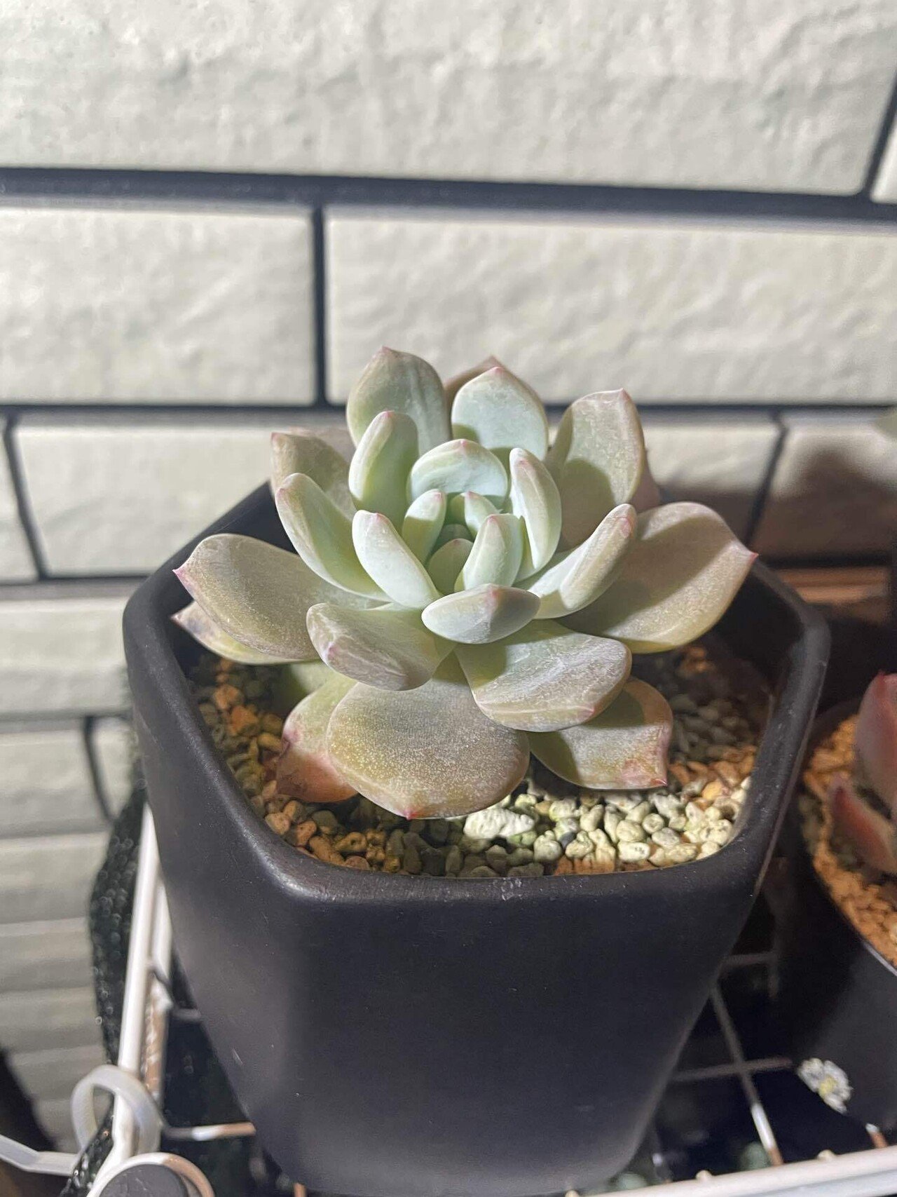 前回の続き】芽が出ない葉挿しと、冬越しで気づいた「2つの変化