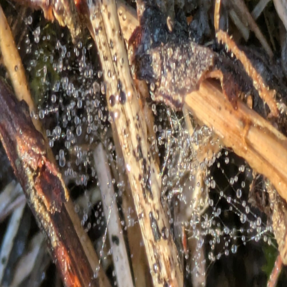 水滴 ウィメンズ 防水スニーカー | ザイオニック エヌエックスティー