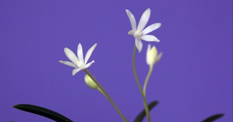 富貴蘭　マッチ売りの少女(青軸青根の墨縞にマッチ棒みたいな花) 富貴蘭 マッチ売りの少女(青軸青根の墨縞にマッチ棒みたい