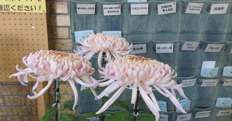 菊花展と神社奉納