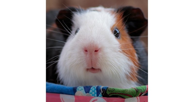 カワイイのはクチでした 6 モルモットのクチ 松原卓二 動物w写真家 Note カワイイのはクチでした 6 モルモットのクチ 松原卓二 動物w写真家 Note