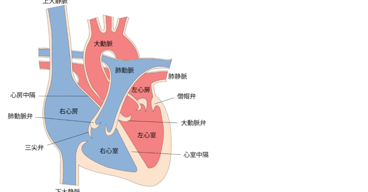 💔 うっ血性心不全(しんふぜん)の完全ガイド|Theme Japan
