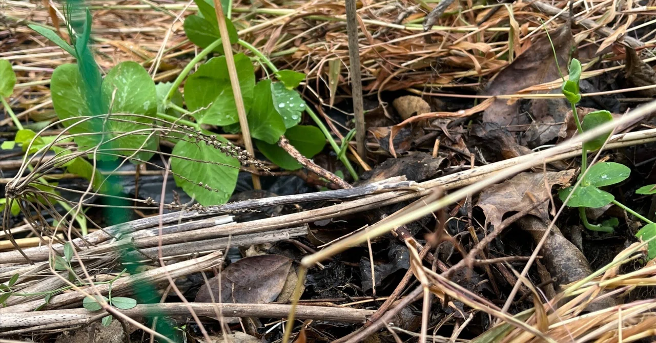 枯れ草ブランケットで冬支度 ─ 小雪の日に思い出す藁（わら）のぬくもり｜おーいおいどん