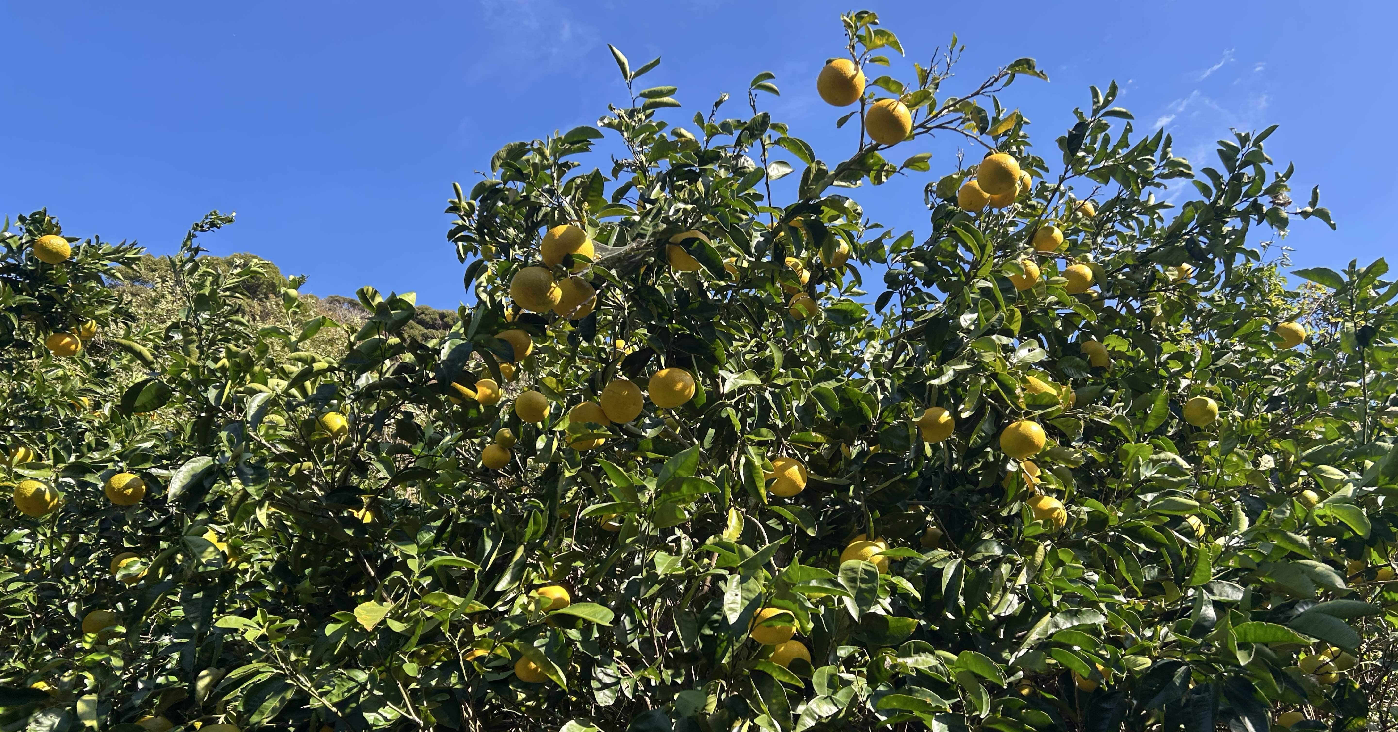 ミカン栽培：家庭菜園の記録#4追肥編｜Yoshi＠投資と街づくり