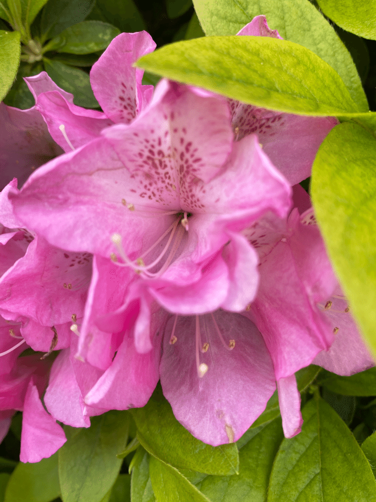 通り道で咲いていた🌸
最近は割と雨が降ることが多くなってきたかなー☔️
花粉症にとっては辛い時😢