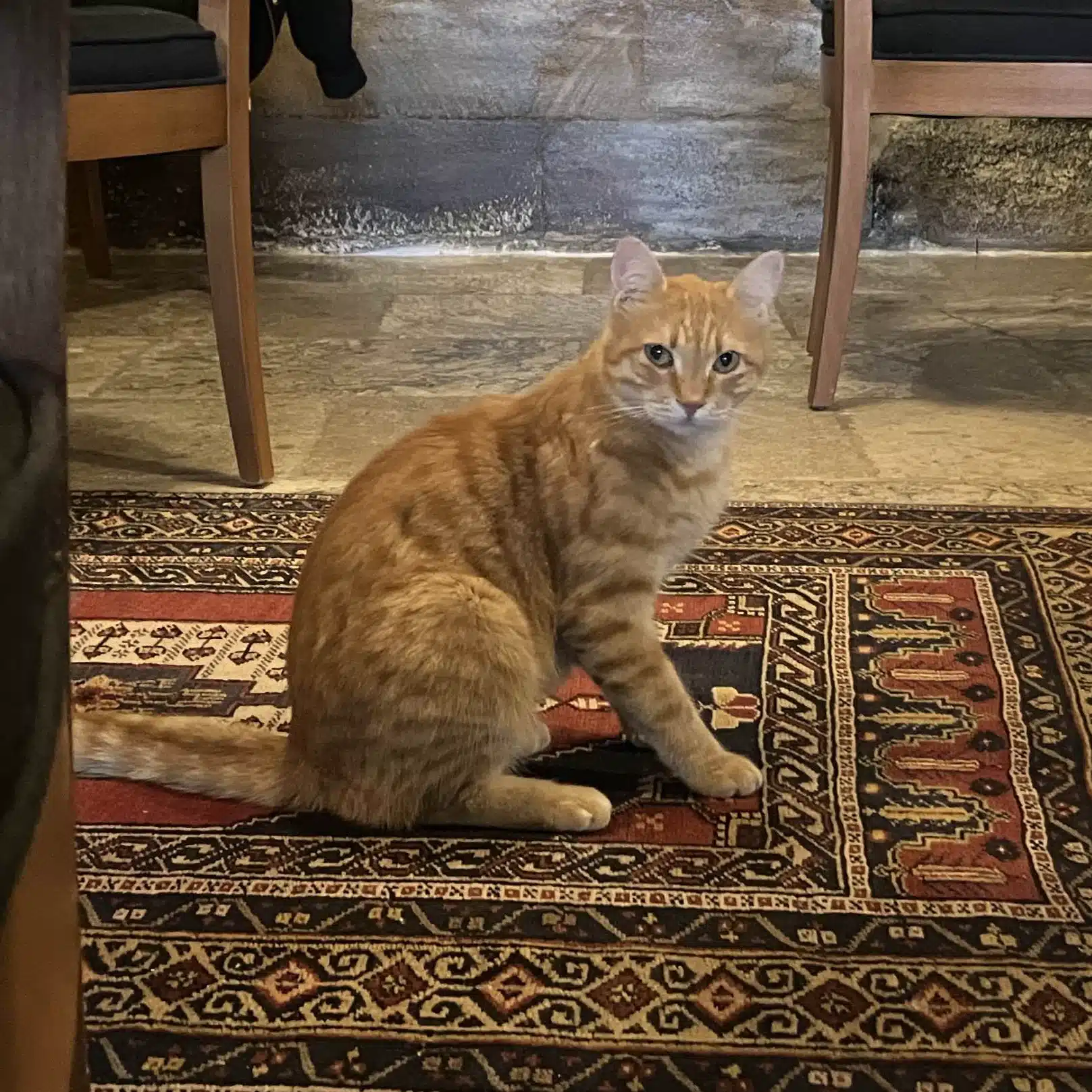 トルコ猫｜心理学ことはじめ
