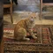 トルコ猫｜心理学ことはじめ