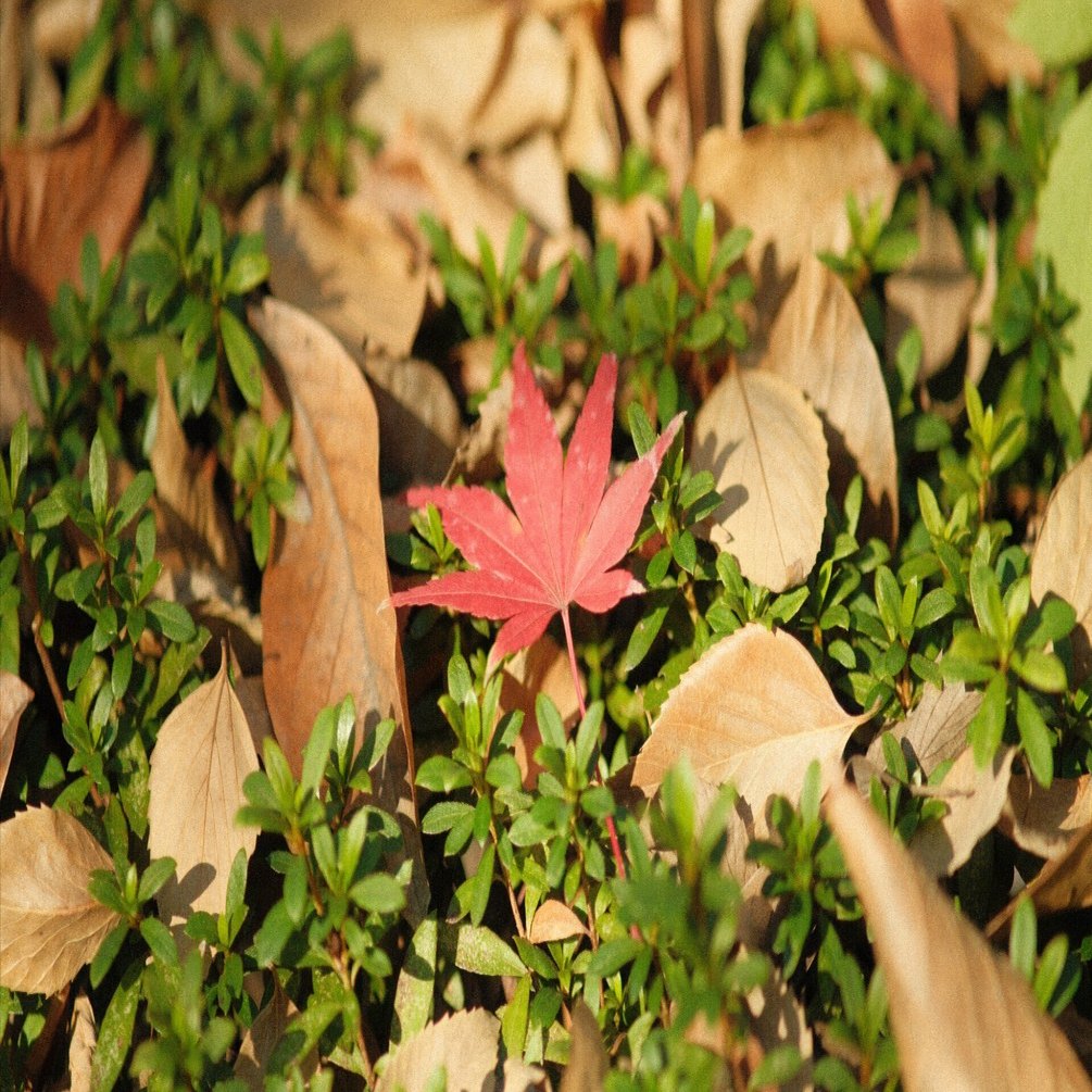 紅葉探しにカメラ片手に深大寺～野川散歩【X-T5】｜ytkampf_fps0