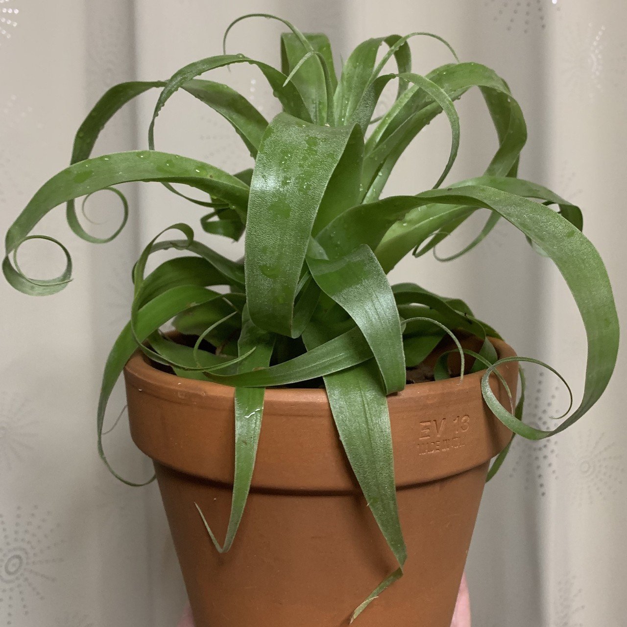 チランジア・サマンサ｜川獺るとら