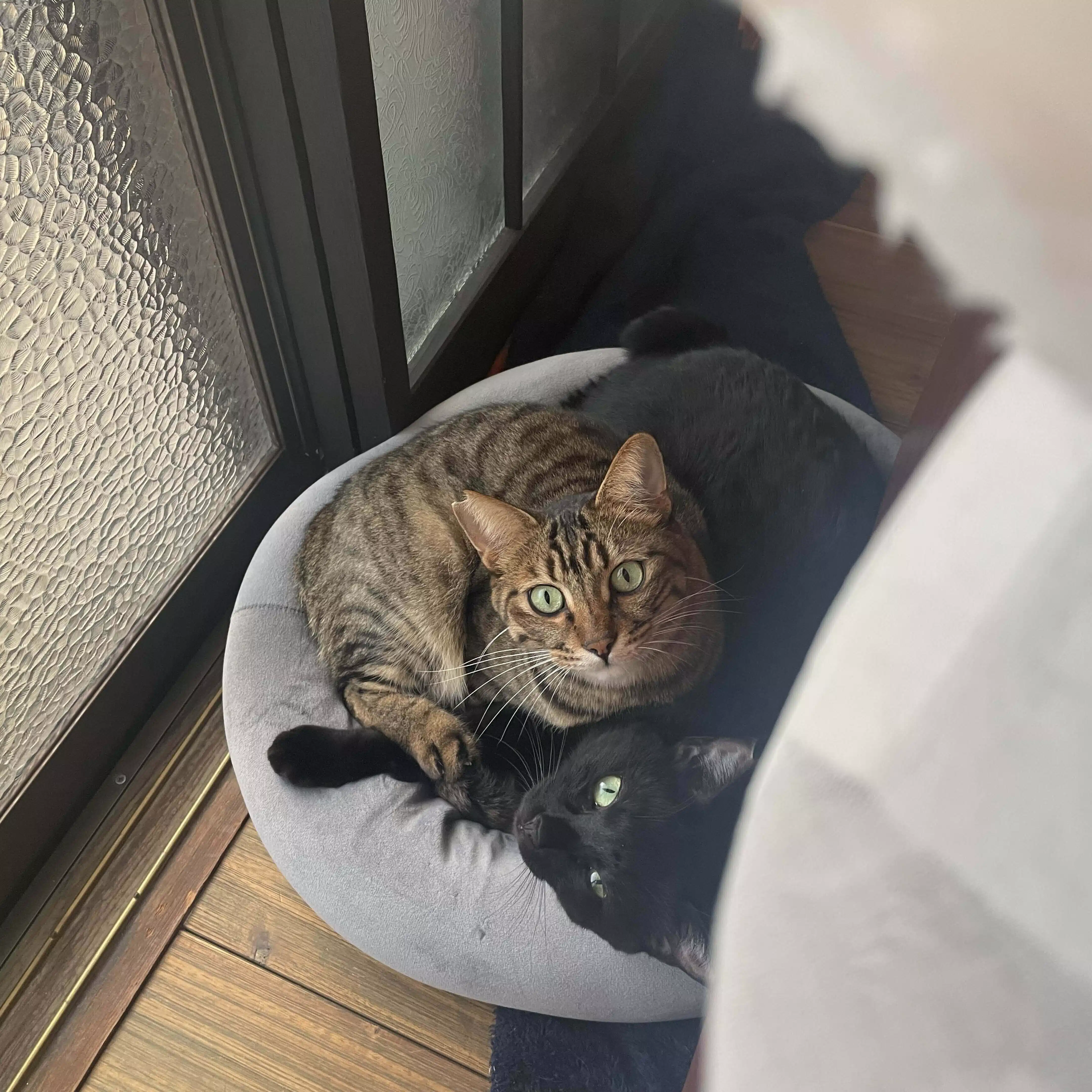 はせべ