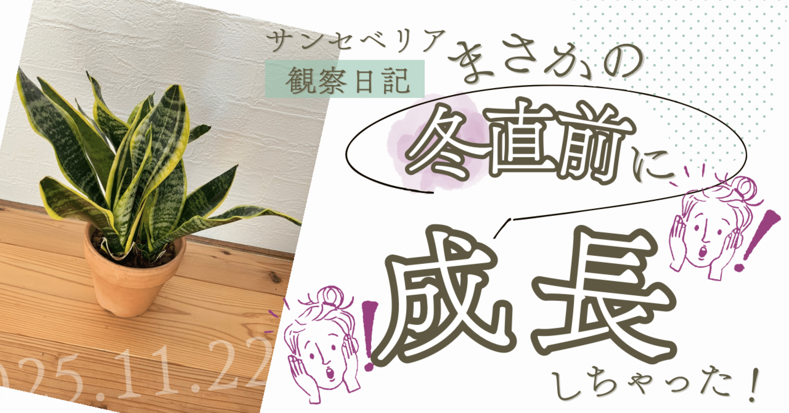 まさか！冬前に成長？》サンセベリア・コンパクタ観察日記 #12 《人一