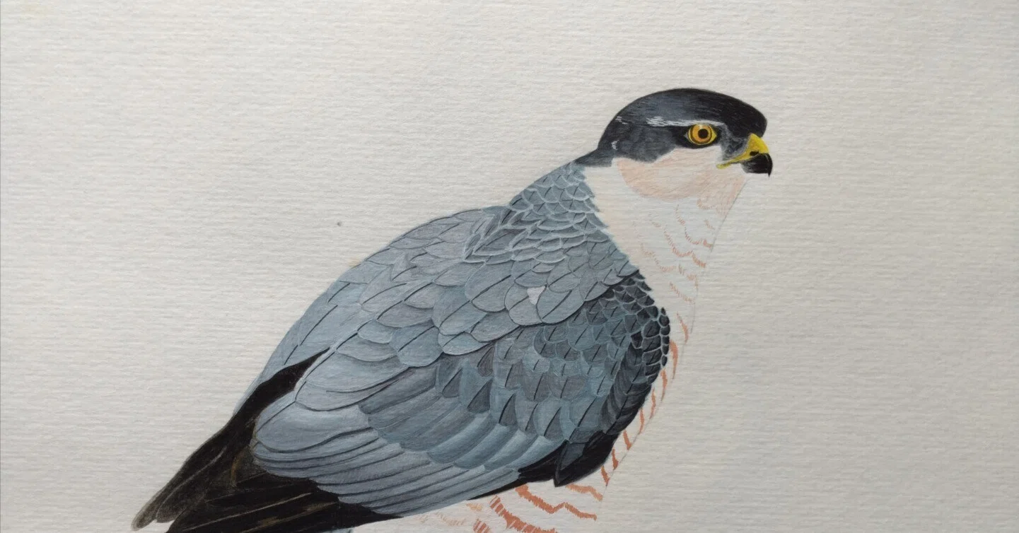野鳥イラスト』5種です｜鷹司