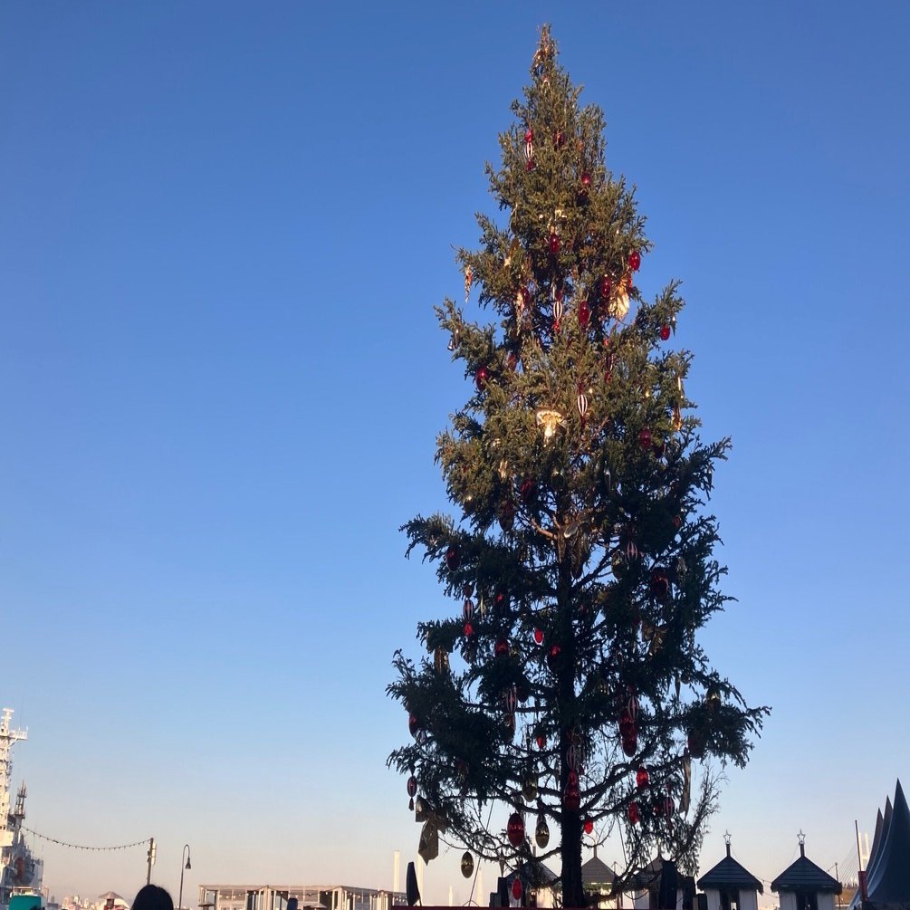 麻酔科専門医試験の勉強方法[2025年最新版]｜すきなときにおきたい💉💤