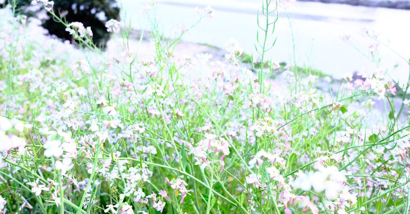 ずいずい随筆 今だから見たい あなたの好きな水曜どうでしょう 5選 西智弘 Tomohiro Nishi Note