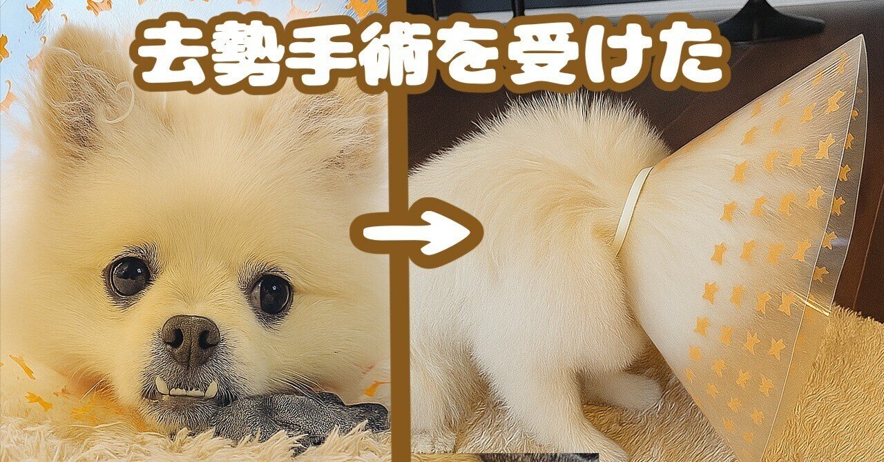 去勢手術】ポメペキの愛犬シャクレ！決断の理由！保険適応外の費用は？メリットやデメリットは？｜【AI×愛犬】シャクレの飼い主