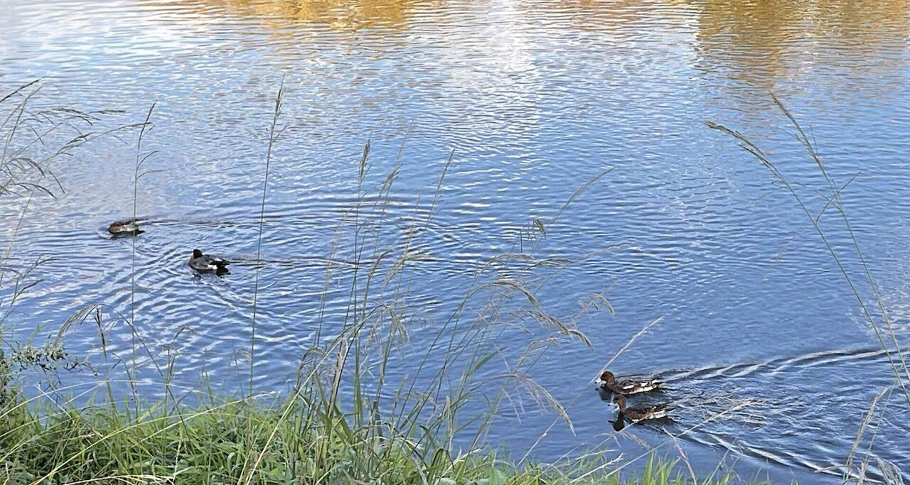 川のほとりで｜ちる