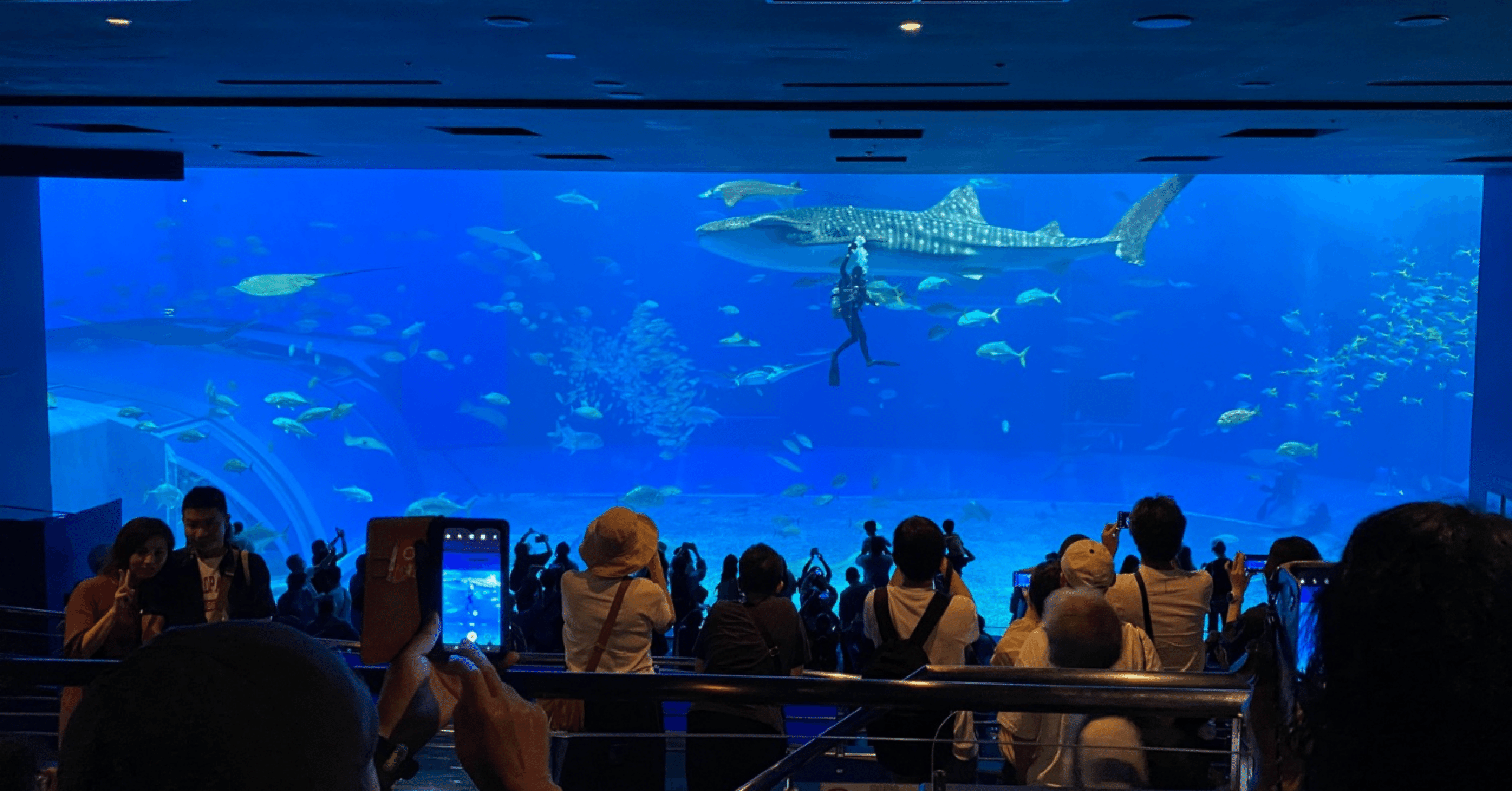 新プロジェクトX〜挑戦者たち〜（美ら海水族館）｜Kodemari
