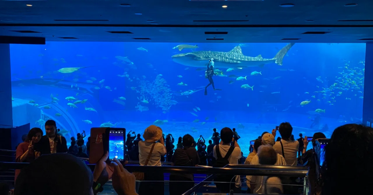 新プロジェクトX〜挑戦者たち〜（美ら海水族館）｜Kodemari