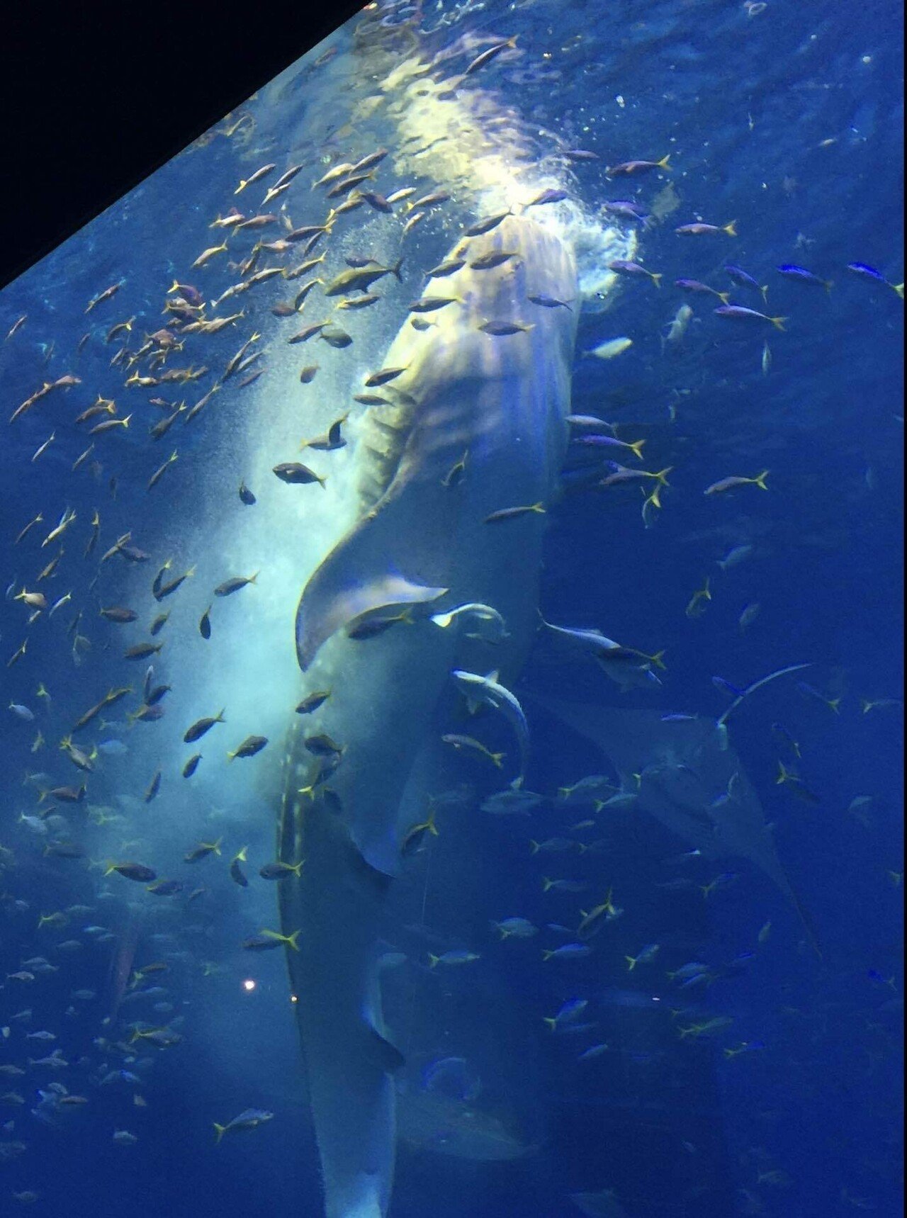新プロジェクトX〜挑戦者たち〜（美ら海水族館）｜Kodemari