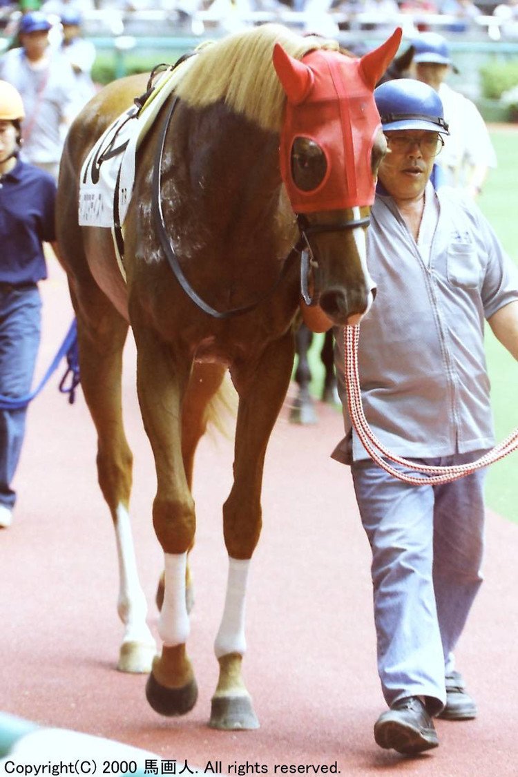 #尾花栗毛 #ALBUM #photo #写真 #競馬 #Thoroughbred #Diplomatist #サラブレッド #ディプロマティスト #福島競馬場