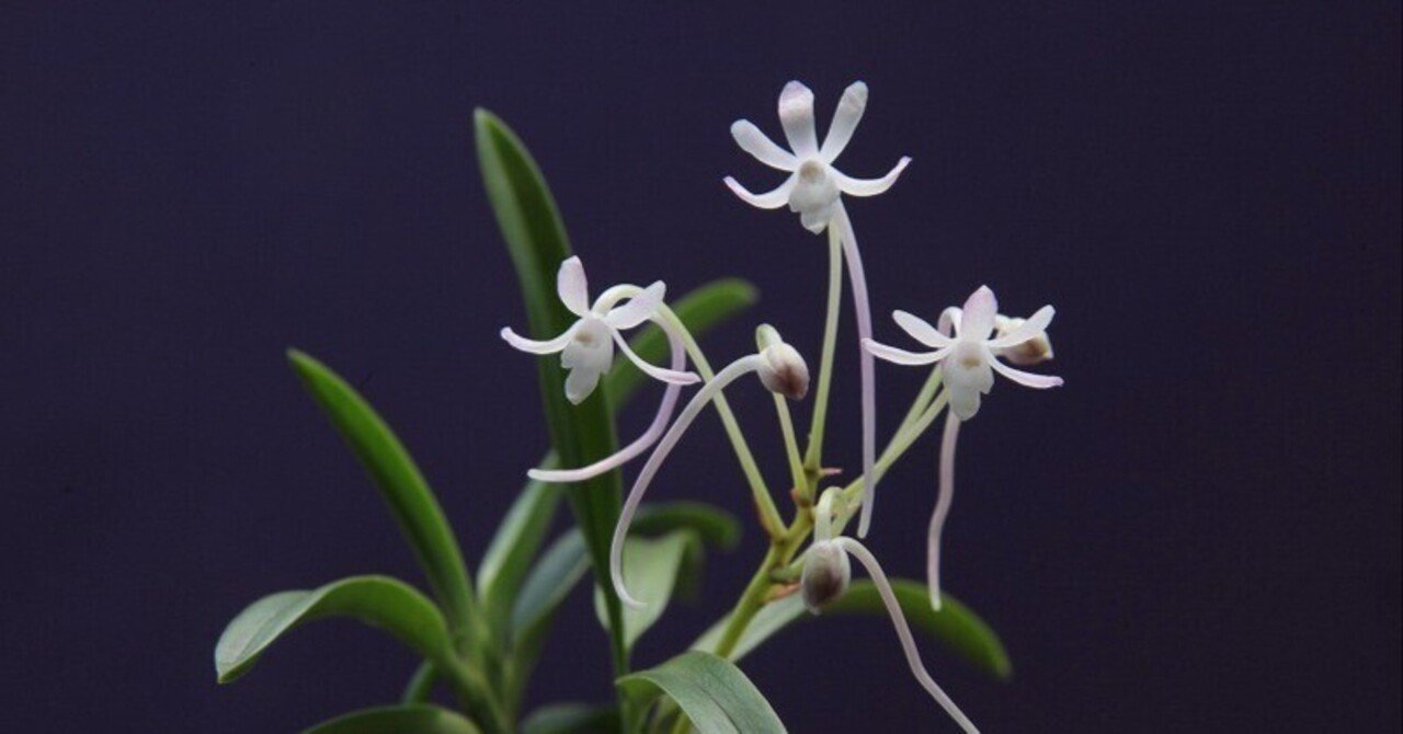 フウラン「山採り赤花（南予御荘産）」の花（過去の画像倉庫から）｜KJ