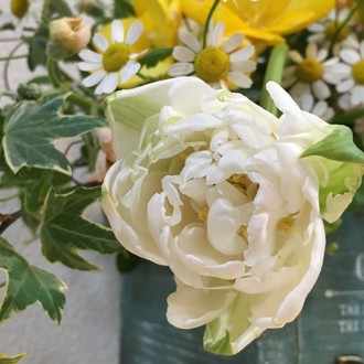 花と日々 Yasの月別一覧 Note