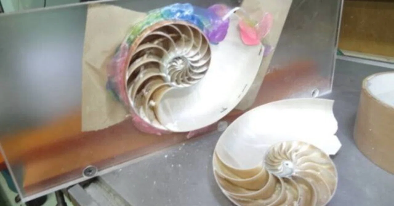 [Customer Request #20] Request for a cutaway model of a nautilus｜趣味工作の ...