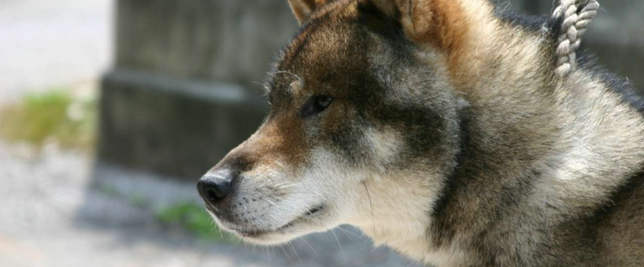 高知の犬たちに元気に働いてもらおうやないの 前田さおり 日本語教師 これからやってみたい人へ Note