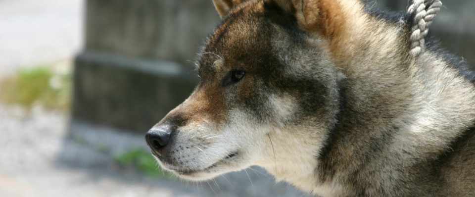 高知の犬たちに元気に働いてもらおうやないの 前田さおり 日本語教師 これからやってみたい人へ Note