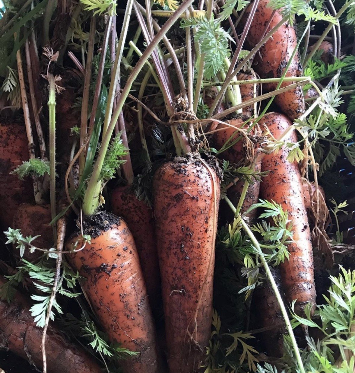 うきは魅了プロジェクト 野菜の配達やってますよ 是非ともお問い合わせください 競技の問屋合同会社のセカンドnote Note