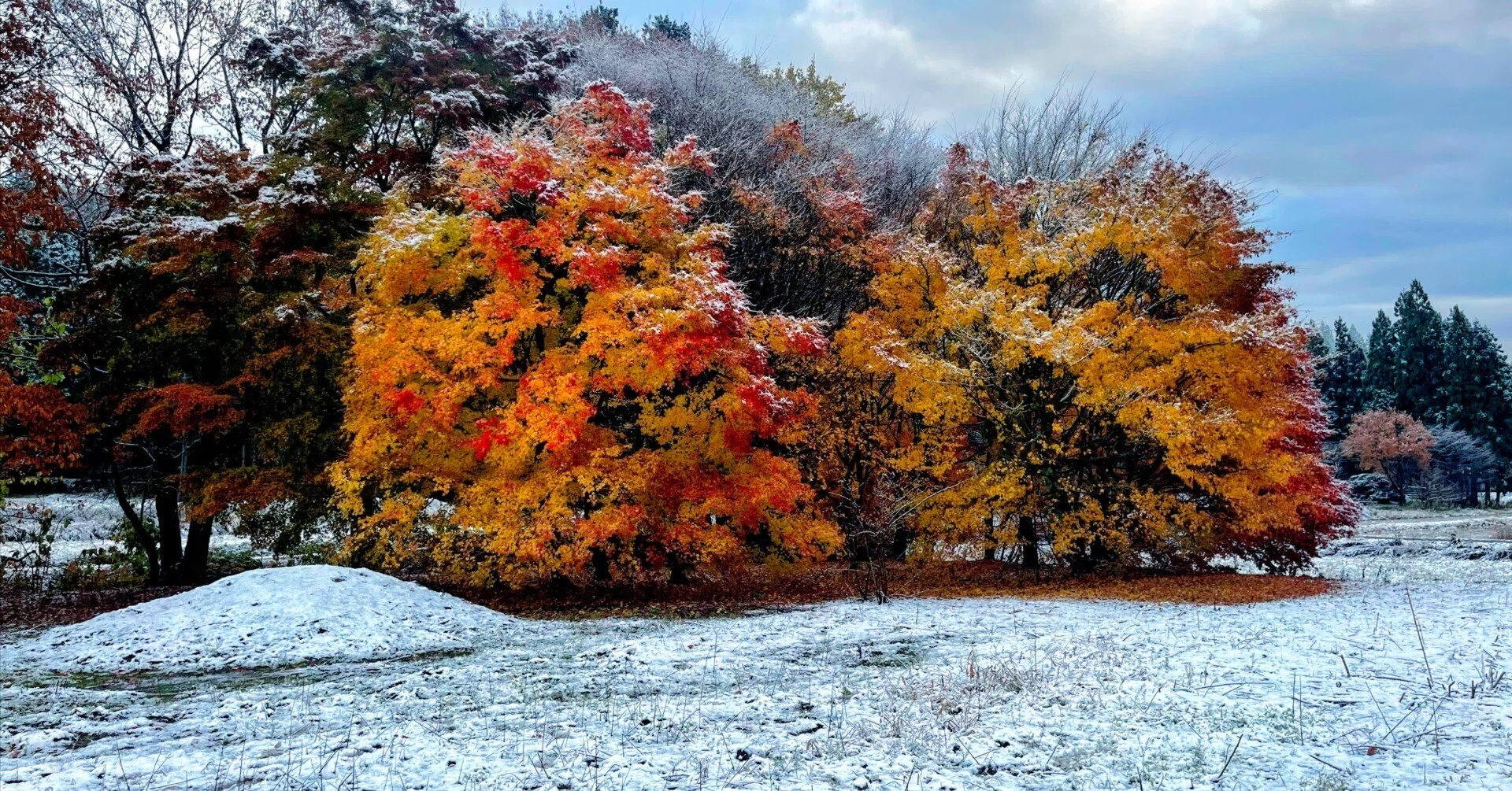 田舎の朝に出会った、雪と紅葉のコントラスト｜ノリチエ