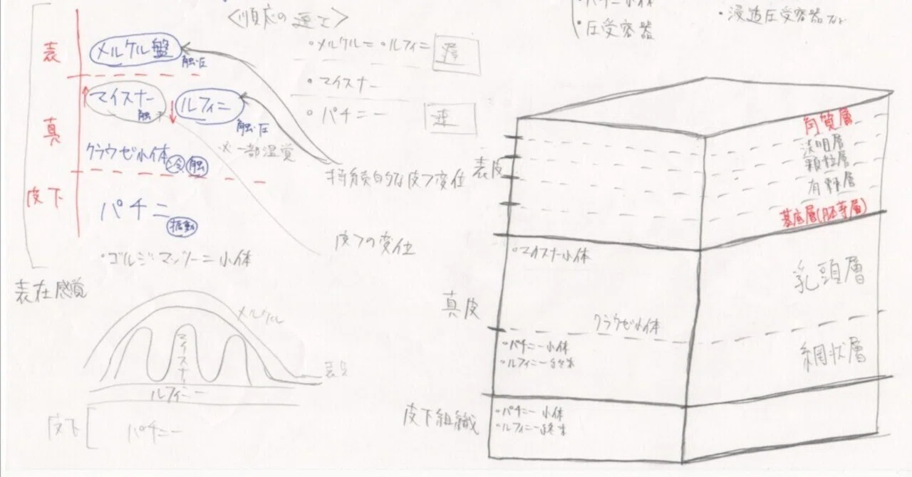 理学療法士のノート(国家試験勉強)#60.表在感覚の受容器について｜花田幸志郎