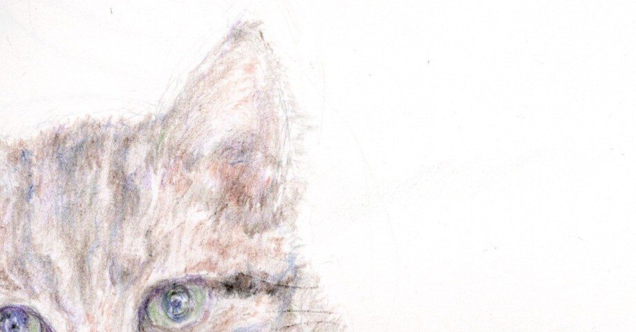 色鉛筆で猫しゃんの絵を描いてみた！｜Atelier Non