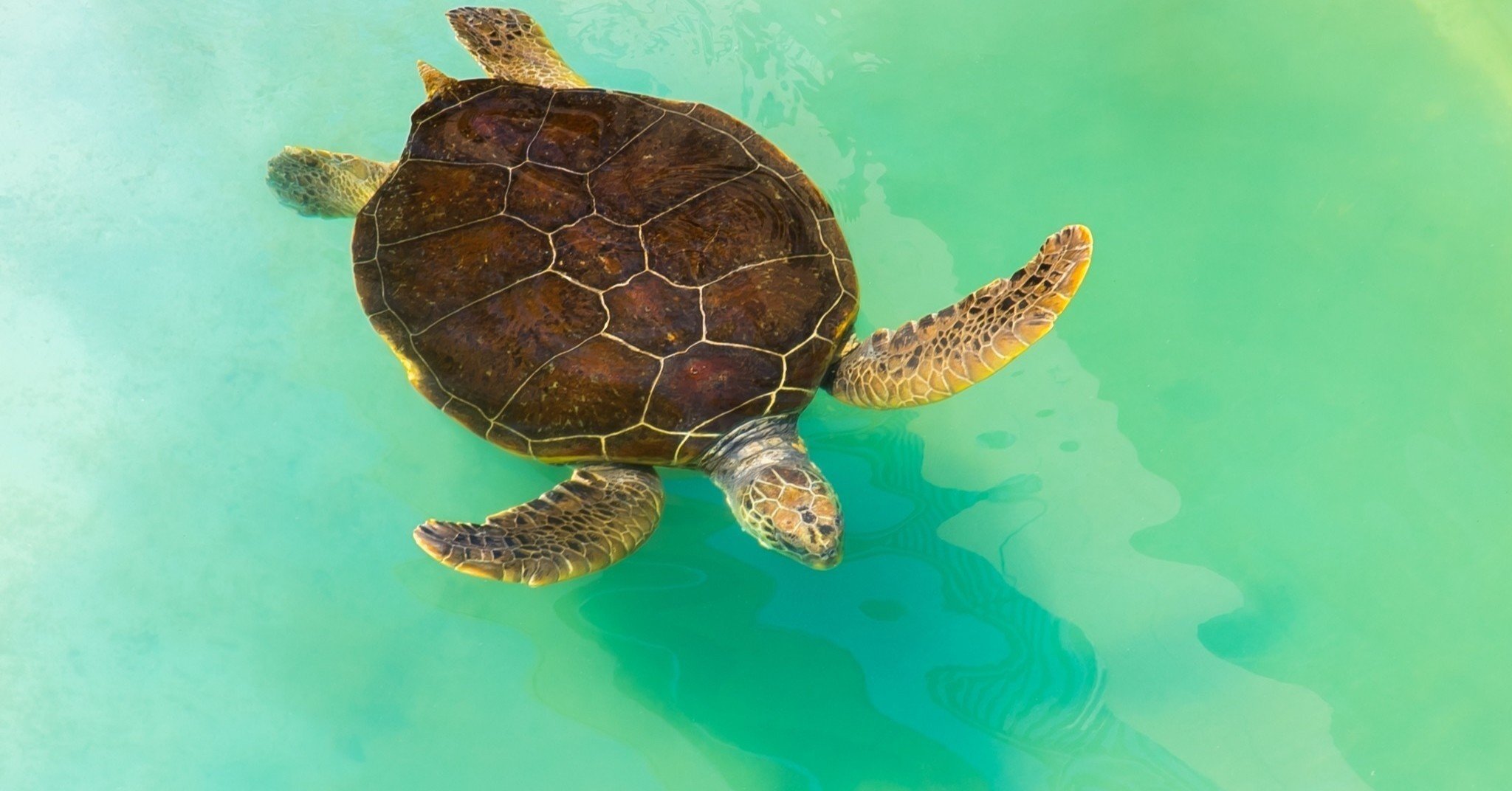 驚くべき カメの交尾 しょーきち ジム通いの学童の先生 Note 驚くべき カメの交尾 しょーきち ジム通いの学童の先生 Note