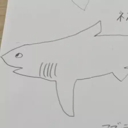 シロワニ